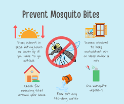 Buzz Off: Essential Info You Should Know This Mosquito Season